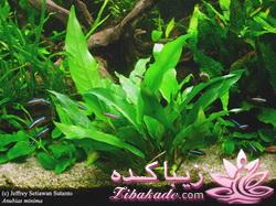 چه گلهايي را مشناسيم؟ 